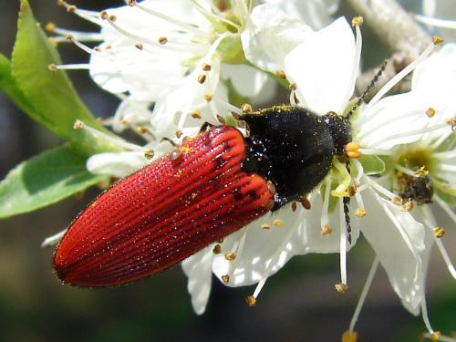 Ampedus sp.