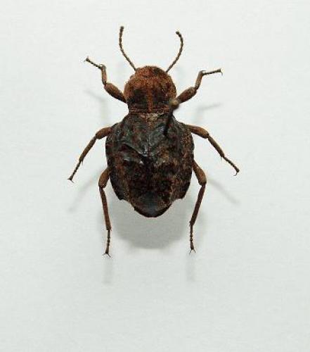 Réf. 43 996 : Phrynocolus dentatus