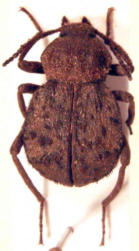 Oncosoma gemmatum