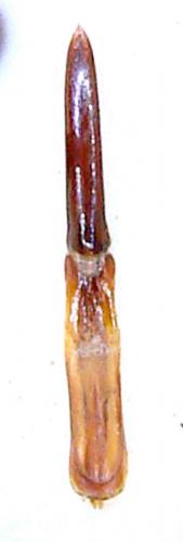 Réf. 43 073 : Adesmia variolaris