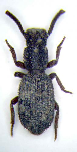 Réf. 43 116 : Herpsis rugosus