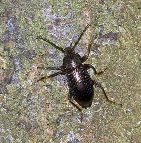 Réf. 43 025 : Stenomax aeneus