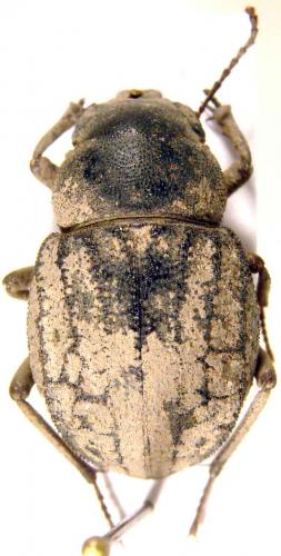 Réf. 43 265 : Polpogenia asidioides