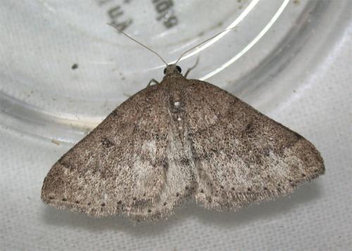 Aleucis distinctata