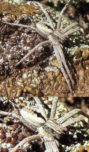 Thanatus sp.