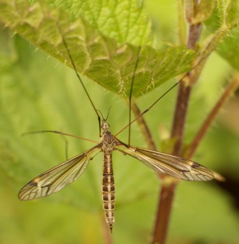 Tipula sp.