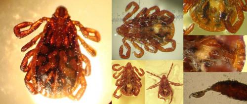 Rhipicephalus pusillus
