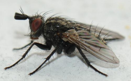 Triarthria setipennis