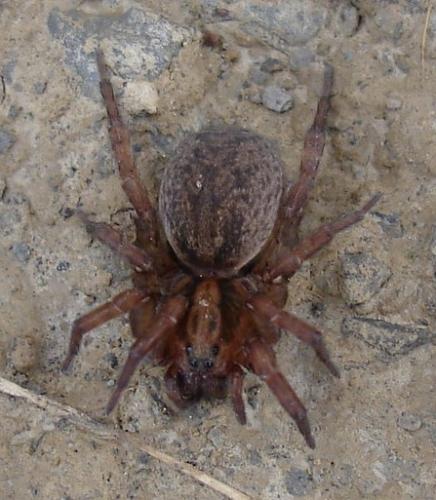 Trochosa sp.