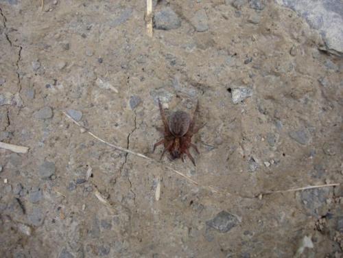 Trochosa sp.