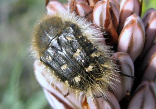 Tropinota squalida