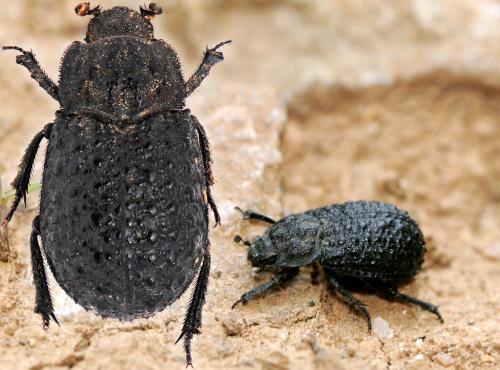 Trox perlatus