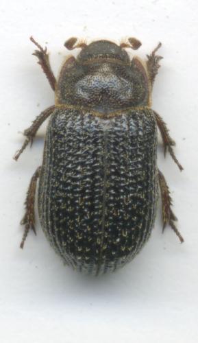 Trox perrisii