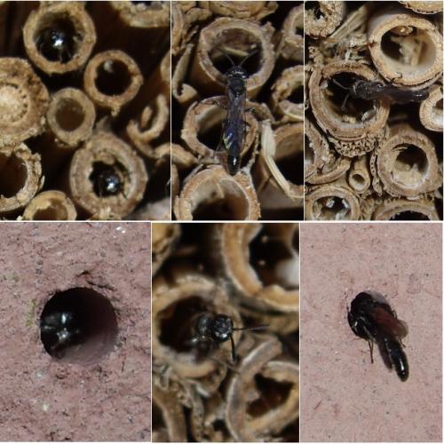 Trypoxylon sp.