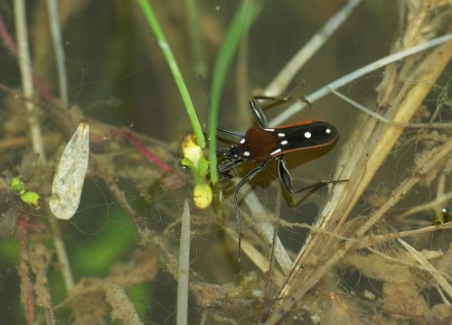 Velia sp.