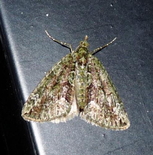 Chloroclysta siterata