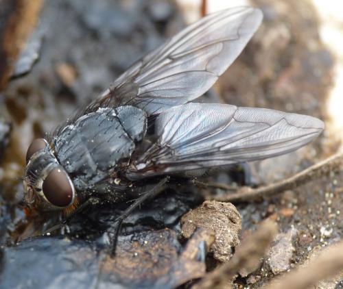 Réf. 43 914 : Calliphora vomitoria