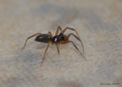 Walckenaeria antica