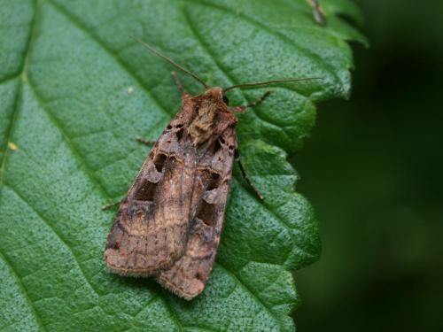 Xestia triangulum