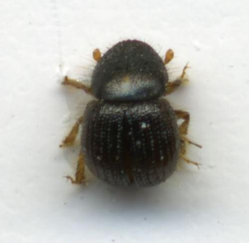Anisandrus dispar