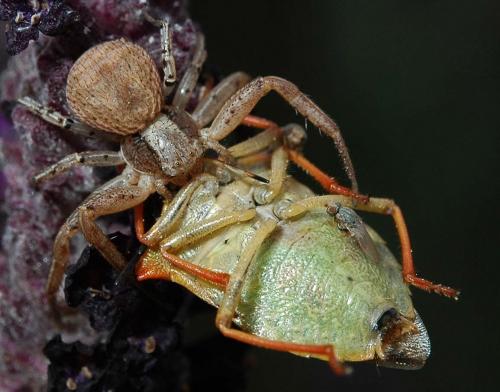 Xysticus sp.