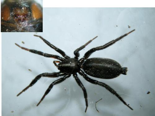 Zelotes sp.
