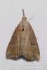43284 – Photo : vladimir – France (67)