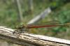 Pyrrhosoma nymphula
