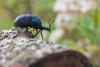 43024 – Photo : Patrick Nourdin – France (22)