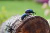 43016 – Photo : Patrick Nourdin – France (22)