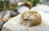 43068 – Photo : Antoine Guibentif – France (74)