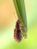 43986 – Photo : Anne Forgues – France (11)