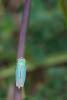 43763 – Photo : Jean-Philippe Sanquer – France (29)