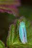 43761 – Photo : Jean-Philippe Sanquer – France (29)
