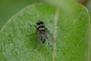 43871 – Photo : jean-claude bernard – France (29)
