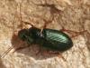 43121 – Photo : Arthropa - Benoit Martha – France (21)