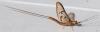 43120 – Photo : Arthropa - Benoit Martha – France (71)
