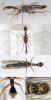 43895 – Photo : Arthropa - Benoit Martha – France (71)