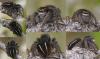 43757 – Photo : Arthropa - Benoit Martha – France (71)