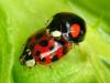 43550 – Photo : Denys Liger – France (27)
