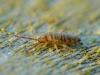 43029 – Photo : Denys Liger – France (27)