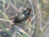 Harpalus sp.