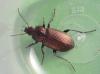 Poecilus cupreus