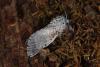 43659 – Photo : Samuel DUCEPT – France (86)