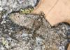 Eupithecia abbreviata