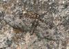 Eupithecia abbreviata