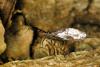 43336 – Photo : Vincent Lefebvre – France (91)