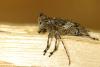 43800 – Photo : Vincent Lefebvre – France (78)