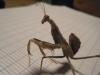 43252 – Photo : deroplatys dessicata – Élevage