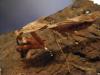 43149 – Photo : deroplatys dessicata – Élevage